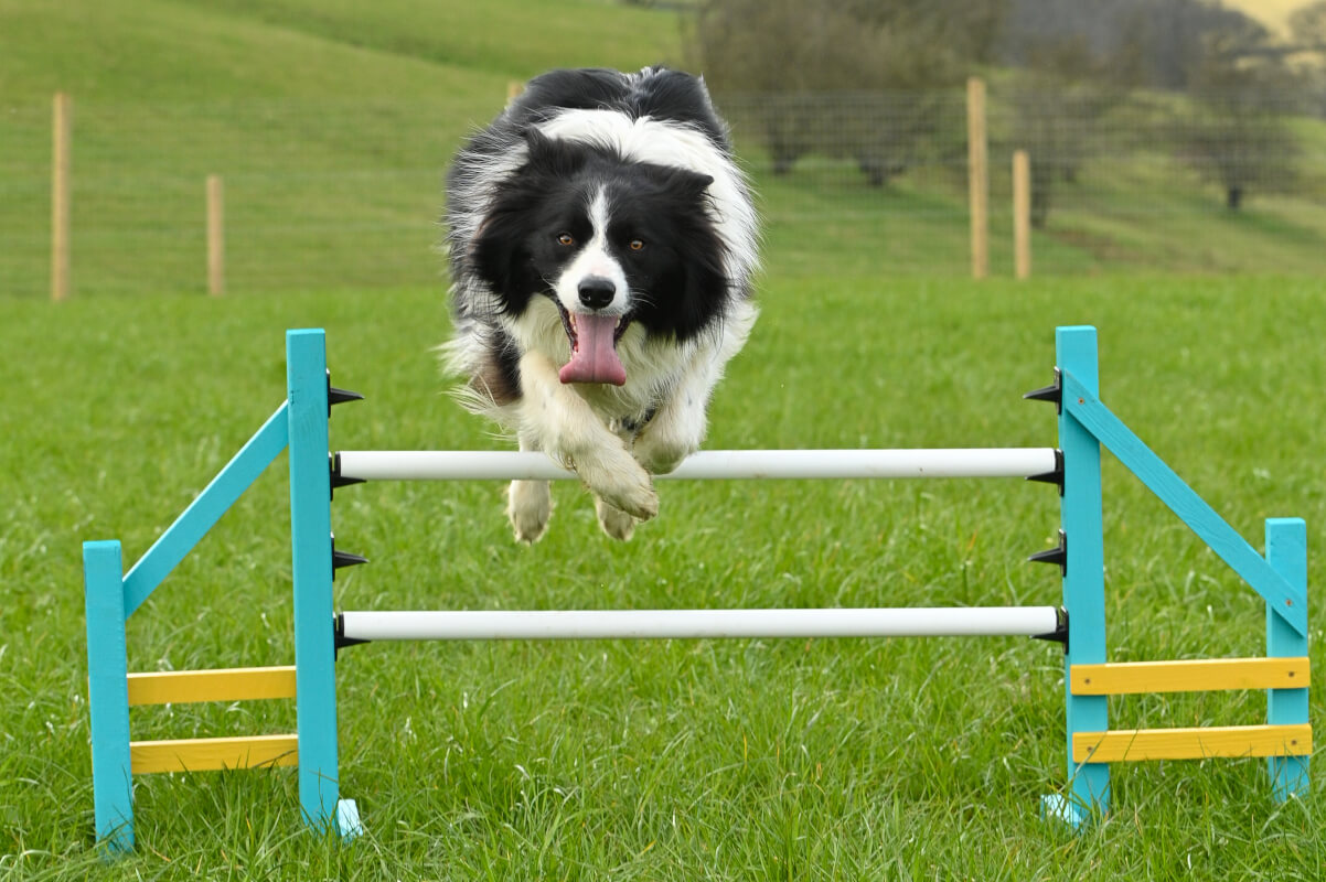 Collie leaping over the 'jump'