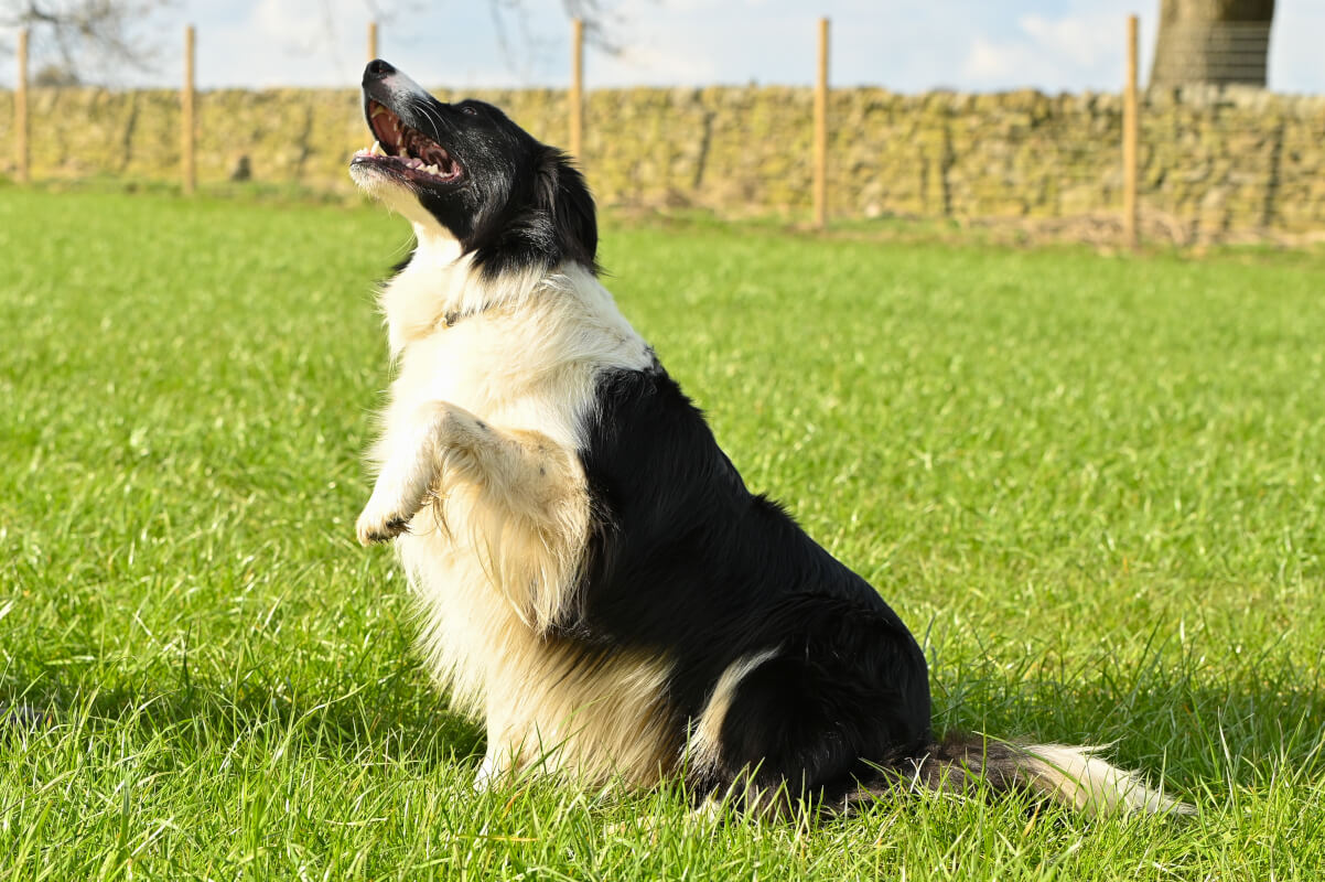 Collie playing 'Good Dog'