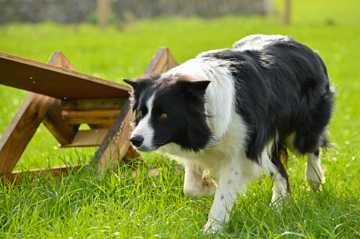 Collie is 'Ready for Action'