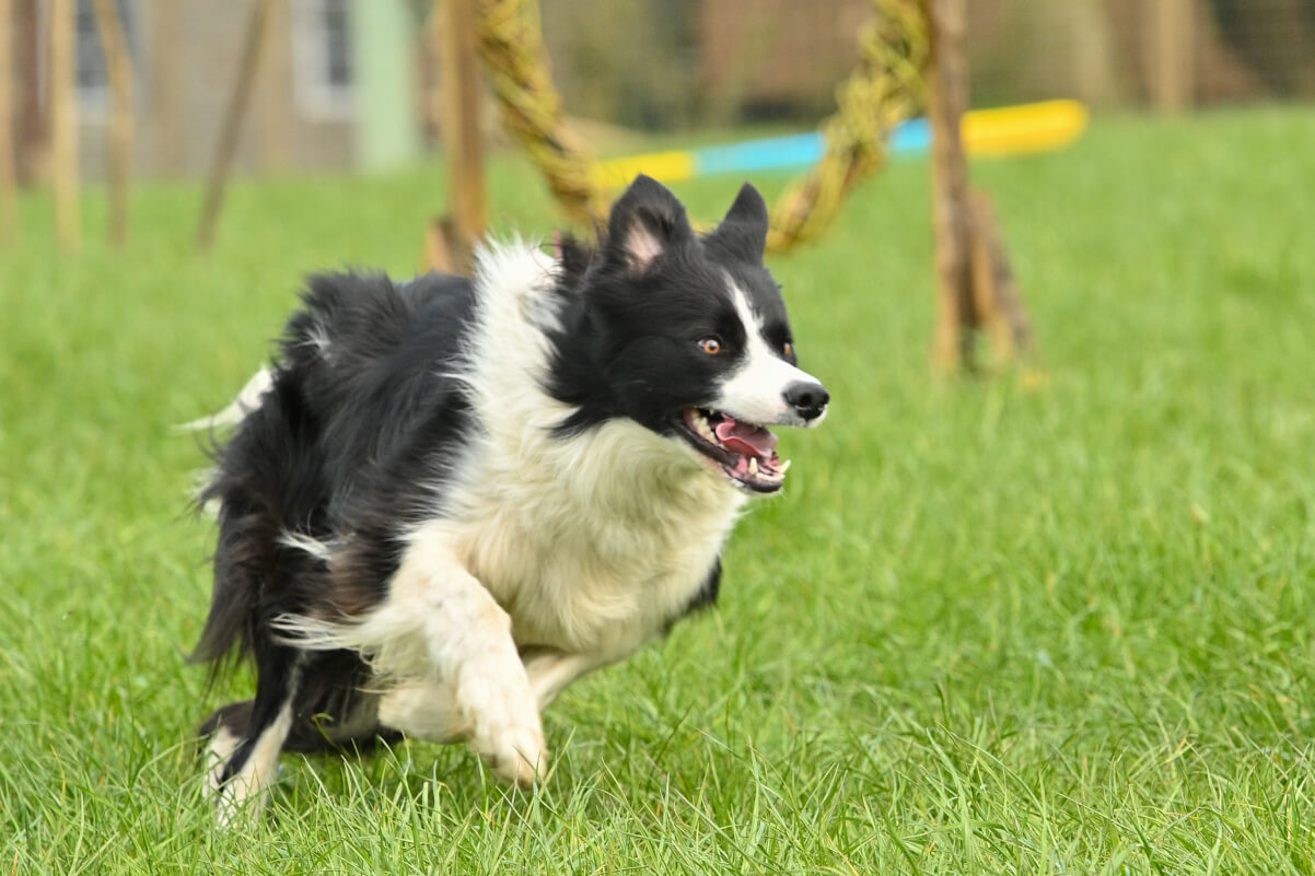 Collie at Full Speed
