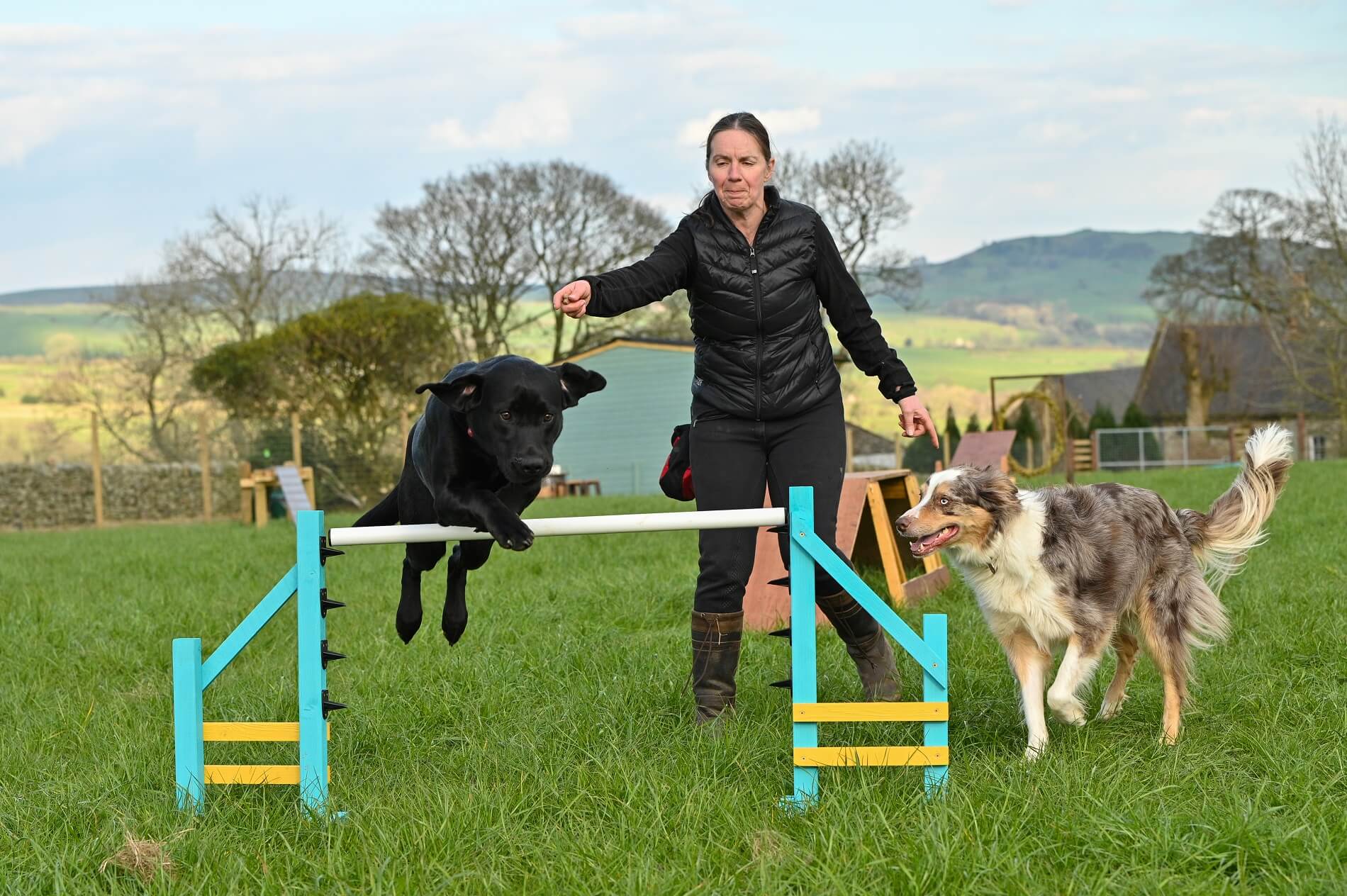 Various dogs jumping over hurdle