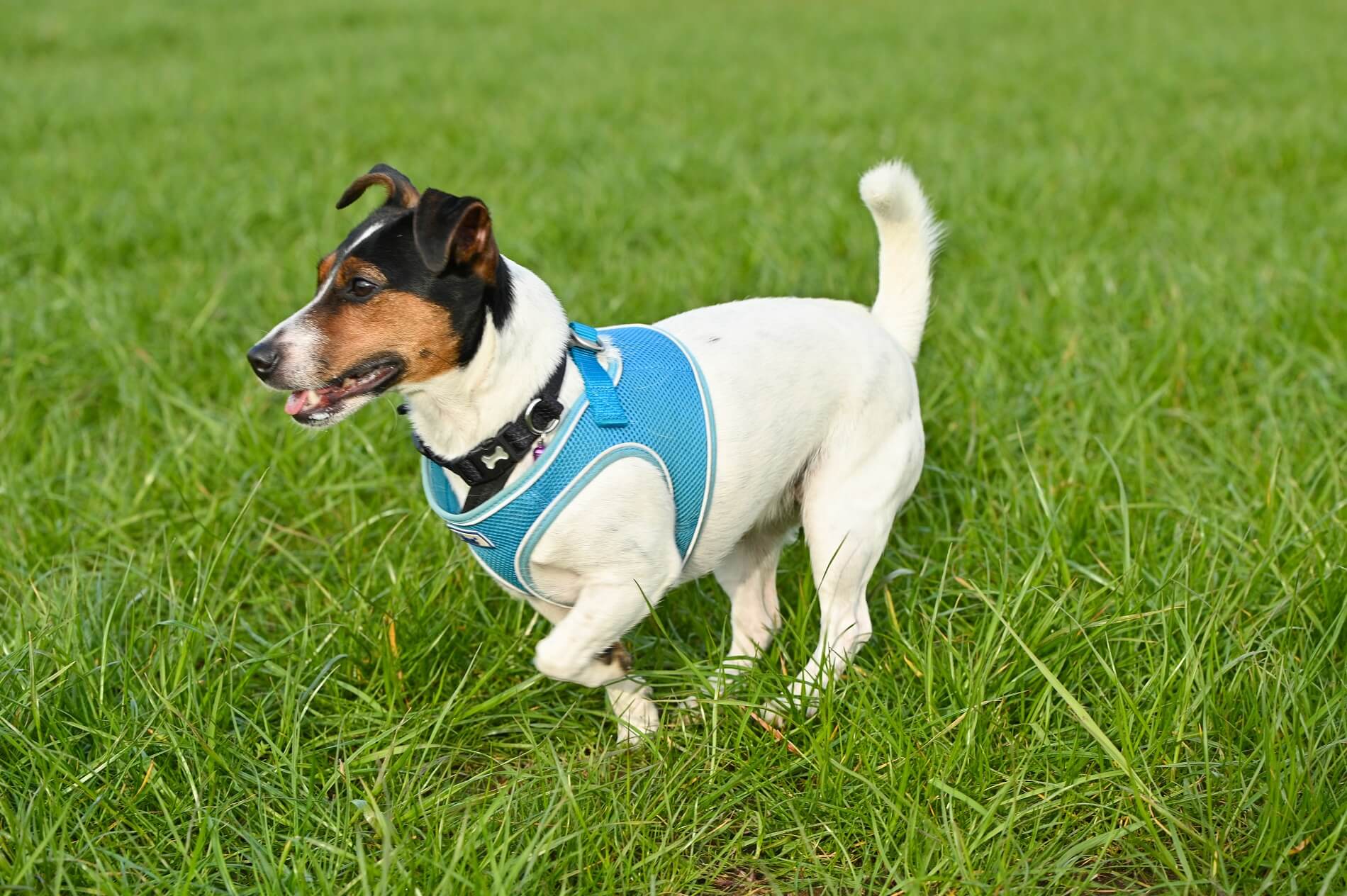 White Jack Russell with blue coat