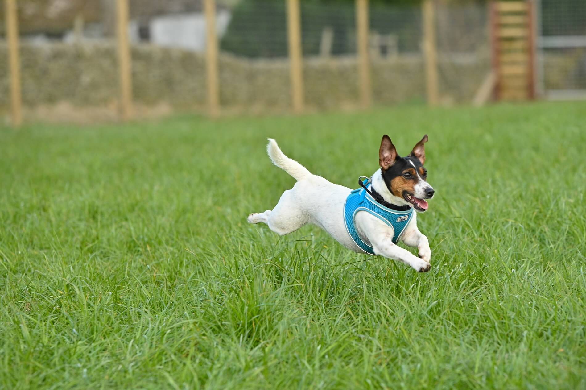 White Jack Russell with blue coat in full flight