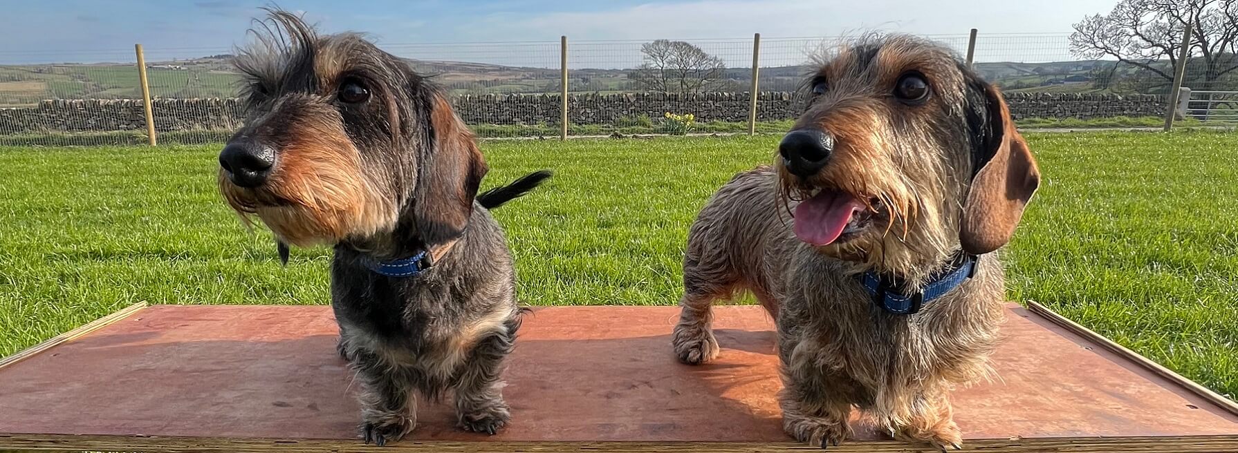 Herbie & Tommy surveying the scene