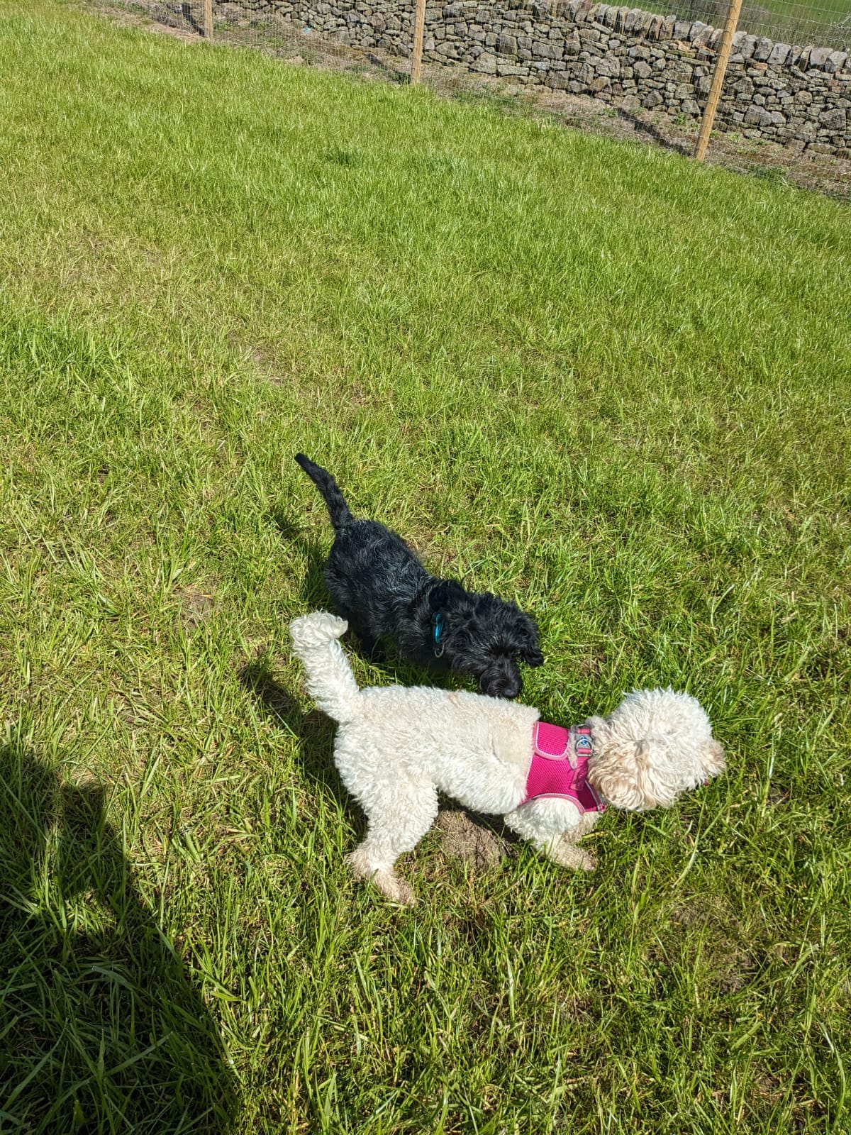 Black dog & White dog Having a play